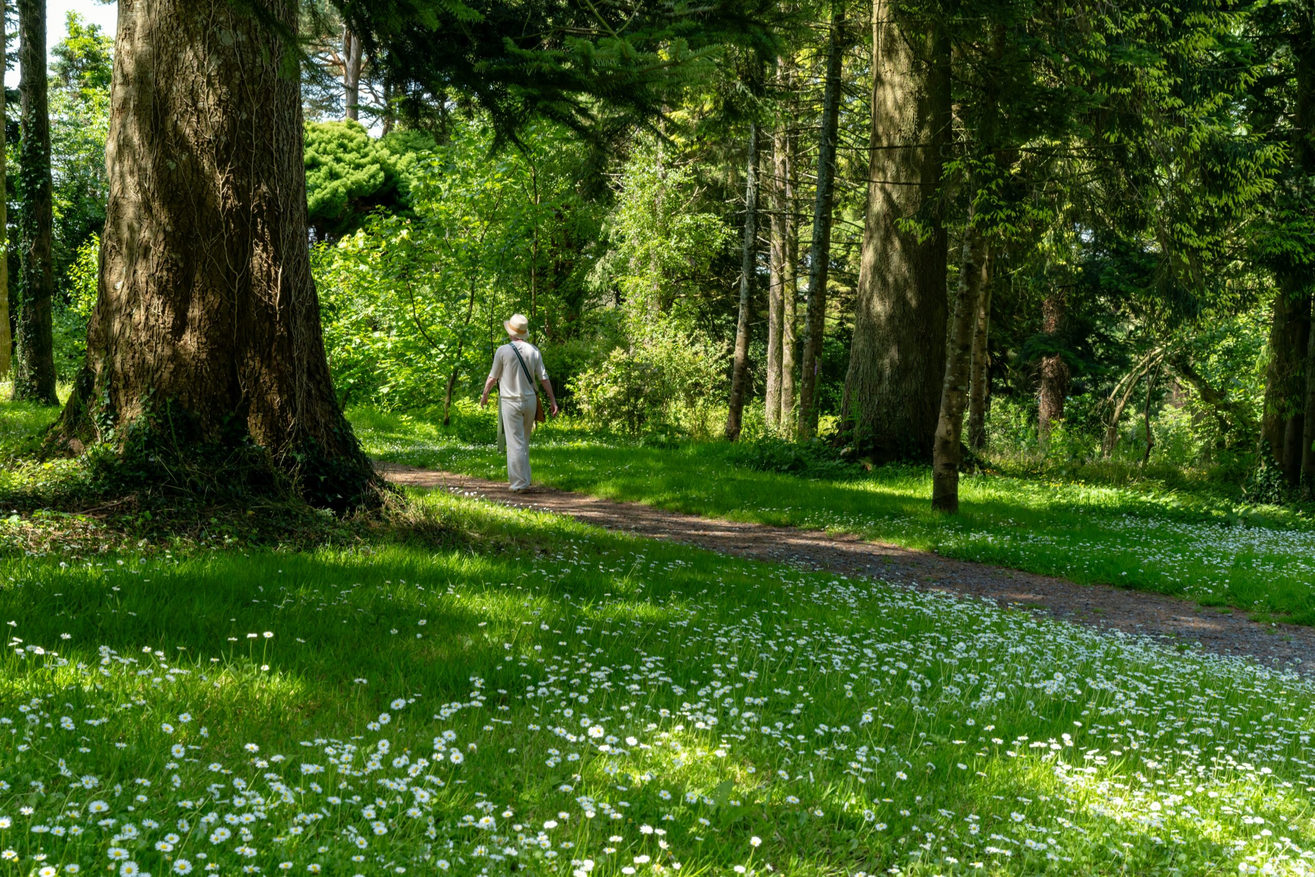 Older person in light clothing walks along a woodland path, surrounded by towering trees and a meadow carpeted with white wildflowers; serene mood.